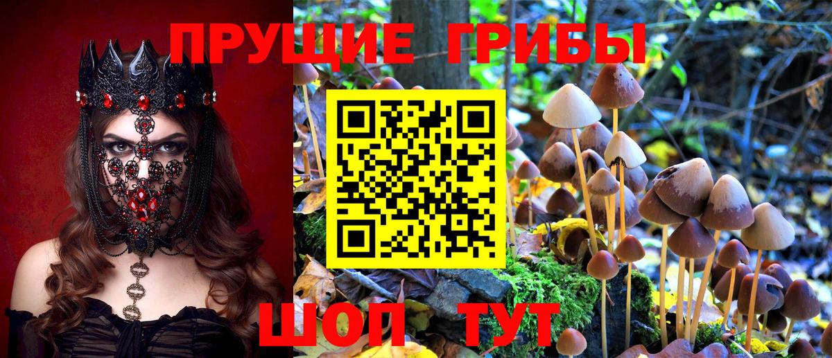Карталы  Псилоцибиновые грибы GOLDEN TEACHER  Вход с VPN 